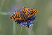 DPPhotography - Extremadura - Marsh fritillary - H