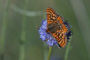 DPPhotography - Extremadura - Marsh fritillary - K