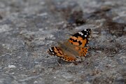 DPPhotography - Extremadura - Painted lady - A