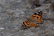 DPPhotography - Extremadura - Painted lady - B