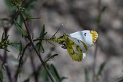 DPPhotography - Extremadura - Provence orange tip - B