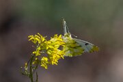 DPPhotography - Extremadura - Provence orange tip - C