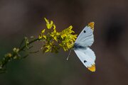 DPPhotography - Extremadura - Provence orange tip - E