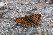 DPPhotography - Extremadura - Queen of Spain fritillary - B