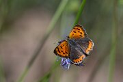 DPPhotography - Extremadura - Small copper - A