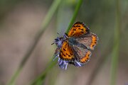 DPPhotography - Extremadura - Small copper - B