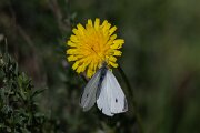 DPPhotography - Extremadura - Small white - A