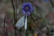 DPPhotography - Extremadura - Small white - D