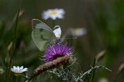 DPPhotography - Extremadura - Small white - E