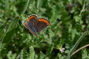 DPPhotography - Extremadura - Southern brown argus - A