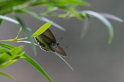 DPPhotography - Extremadura - Spanish purple hairstreak - A