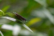 DPPhotography - Extremadura - Spanish purple hairstreak - B