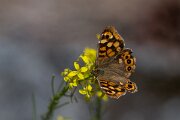 DPPhotography - Extremadura - Speckled wood - B