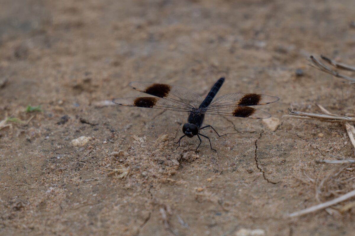 DPPhotography - Andalucia - Banded groundling, Brachythemis leucosticta - A.jpg - Banded groundling, Brachythemis leucosticta - Doñana National Park