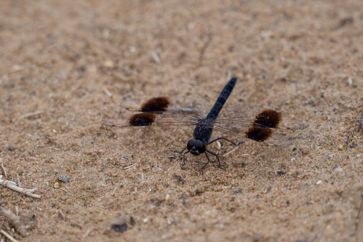 DPPhotography - Andalucia - Banded groundling, Brachythemis leucosticta - C.jpg - Banded groundling, Brachythemis leucosticta - Doñana National Park