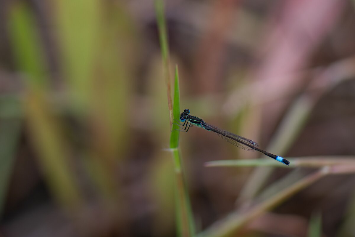 DPPhotography - Andalucia - Iberian bluetail - A.jpg - Iberian bluetail - Doñana National Park