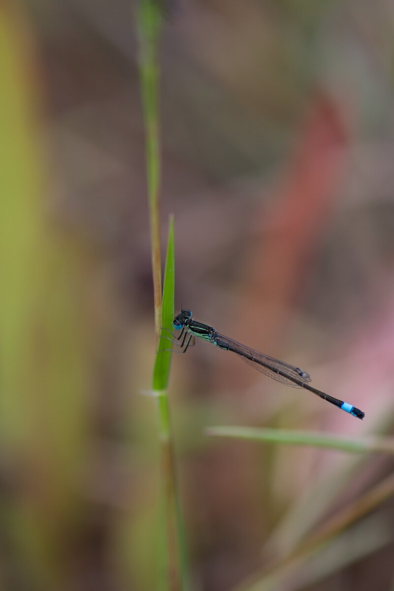 DPPhotography - Andalucia - Iberian bluetail - B.jpg - Iberian bluetail - Doñana National Park