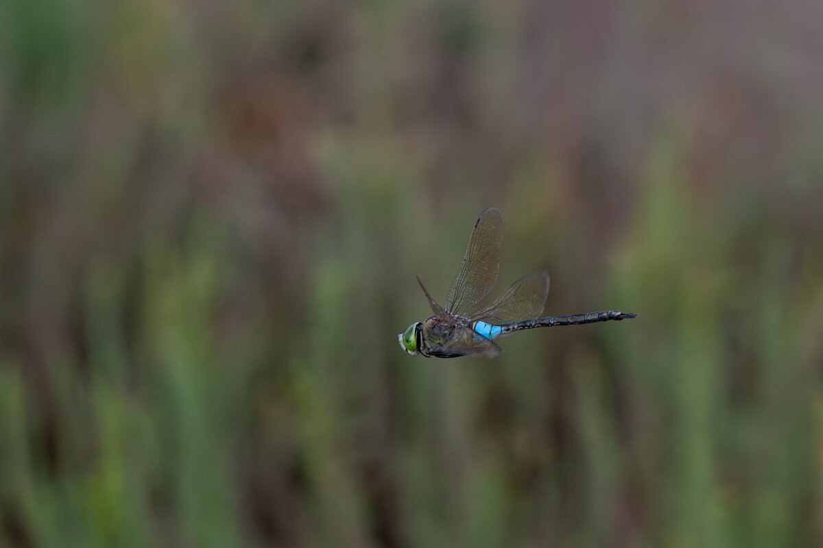 DPPhotography - Andalucia - Lesser emperor - A.jpg - Lesser emperor, Anax parthenope - Doñana National Park