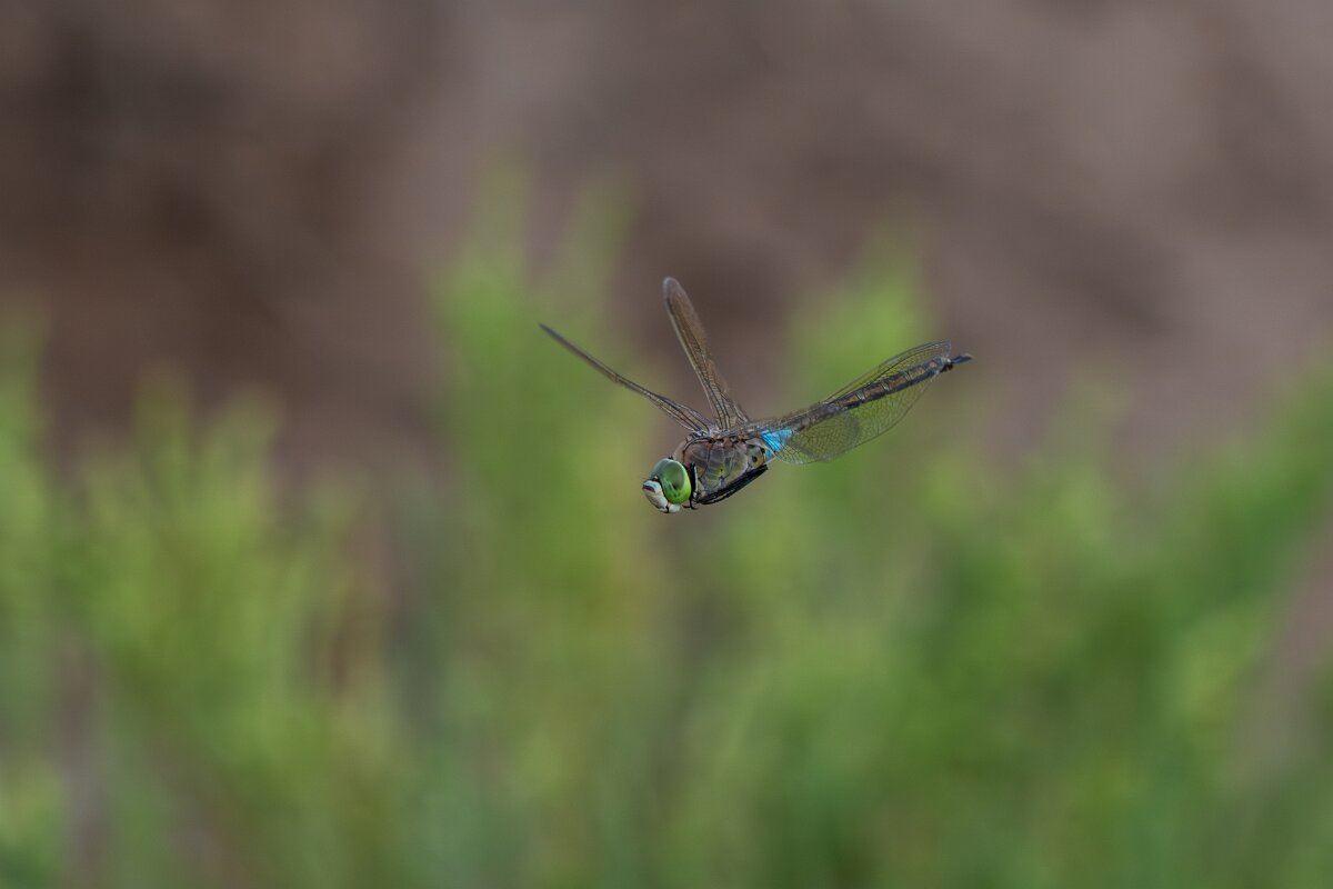 DPPhotography - Andalucia - Lesser emperor - C.jpg - Lesser emperor, Anax parthenope - Doñana National Park