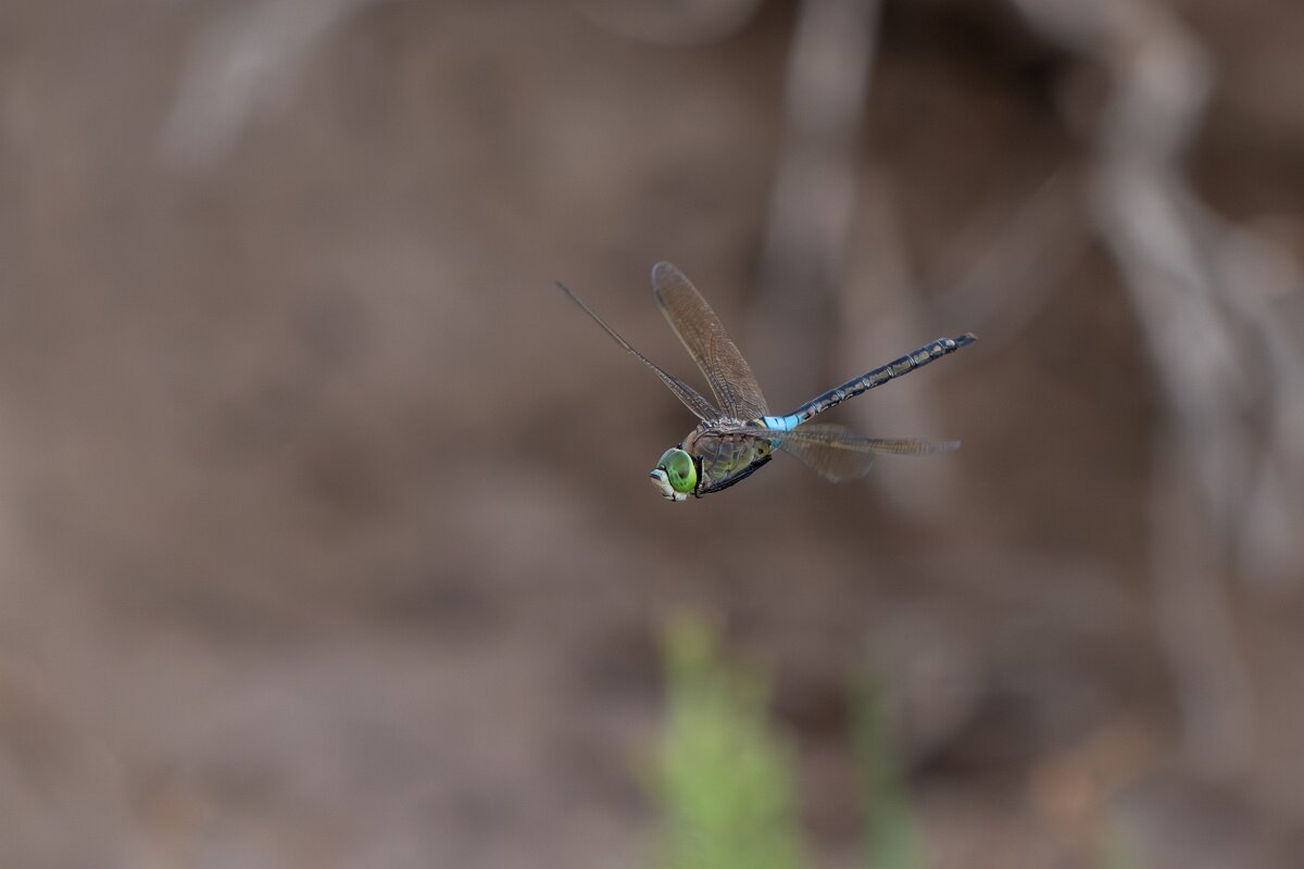DPPhotography - Andalucia - Lesser emperor - E.jpg - Lesser emperor, Anax parthenope - Doñana National Park