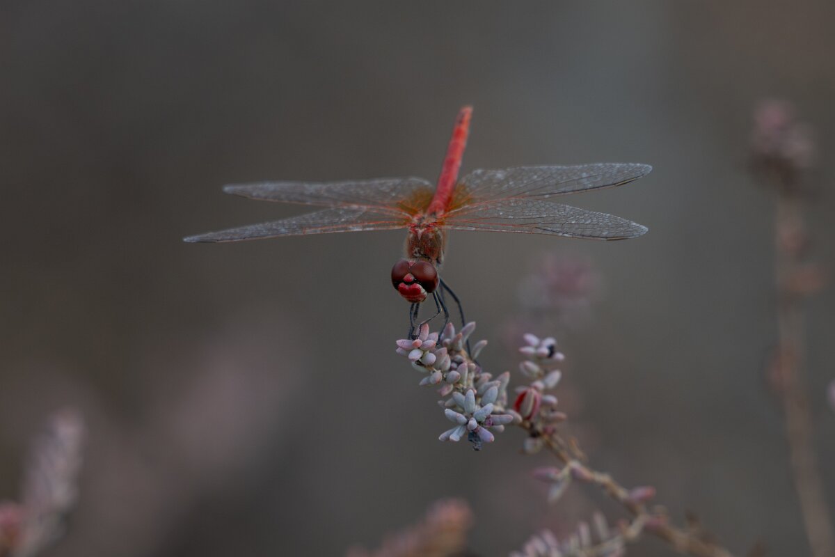 DPPhotography - Andalucia - Red-veined darter - B.jpg - Red-veined darter, Sympetrum fonscolombii, male - Doñana National Park