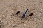 DPPhotography - Andalucia - Banded groundling, Brachythemis leucosticta - C