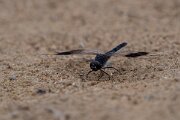 DPPhotography - Andalucia - Banded groundling, Brachythemis leucosticta - D