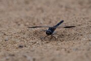 DPPhotography - Andalucia - Banded groundling, Brachythemis leucosticta - E