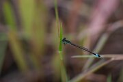 DPPhotography - Andalucia - Iberian bluetail - A