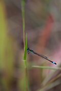 DPPhotography - Andalucia - Iberian bluetail - B