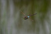 DPPhotography - Andalucia - Lesser emperor - B