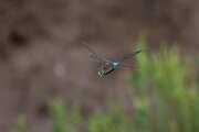 DPPhotography - Andalucia - Lesser emperor - D
