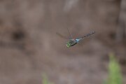 DPPhotography - Andalucia - Lesser emperor - F