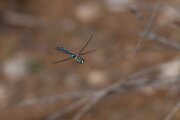 DPPhotography - Andalucia - Migrant hawker - B