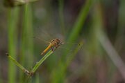DPPhotography - Andalucia - Red-veined darter - C