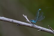 DPPhotography - Extremadura - Blue-eye - B