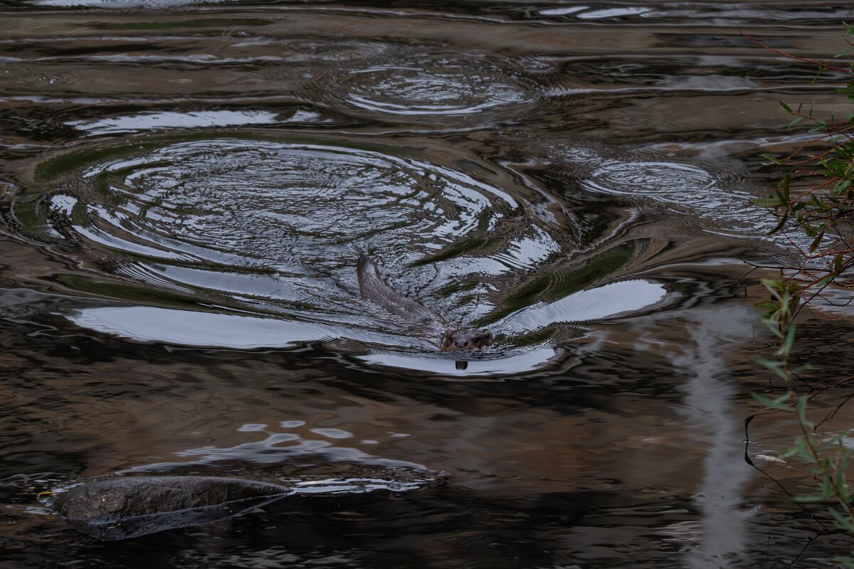 DPPhotography - Andalucia - Eurasian otter - A.jpg - Eurasian otter, Lutra lutra - Sierra de Andújar
