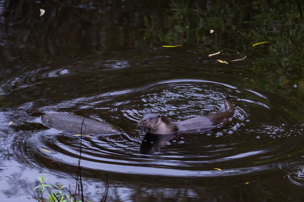 DPPhotography - Andalucia - Eurasian otter - B.jpg - Eurasian otter, Lutra lutra - Sierra de Andújar