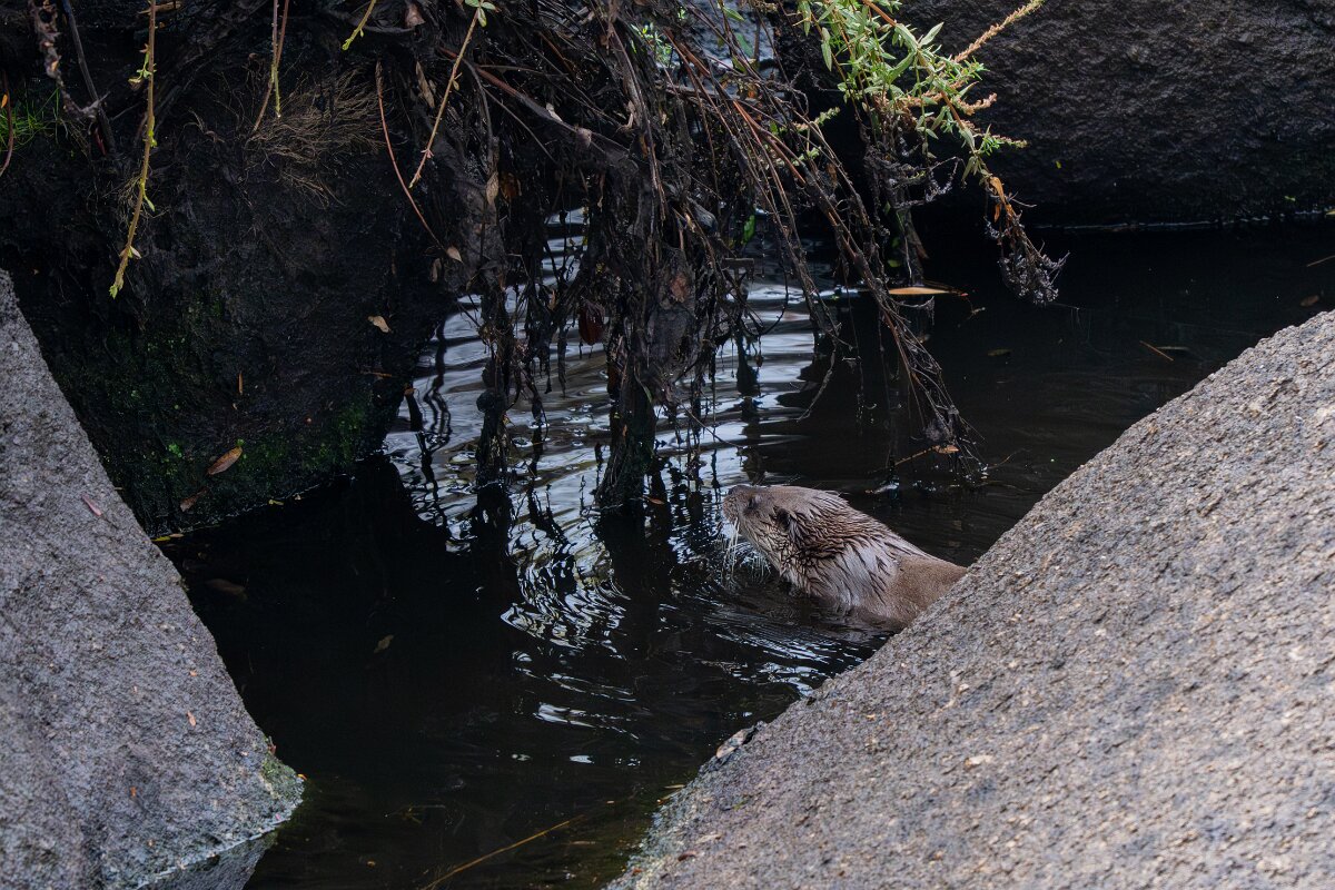 DPPhotography - Andalucia - Eurasian otter - D.jpg - Eurasian otter, Lutra lutra - Sierra de Andújar