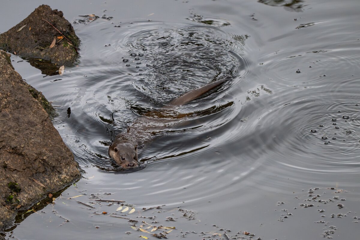 DPPhotography - Andalucia - Eurasian otter - E.jpg - Eurasian otter, Lutra lutra - Sierra de Andújar