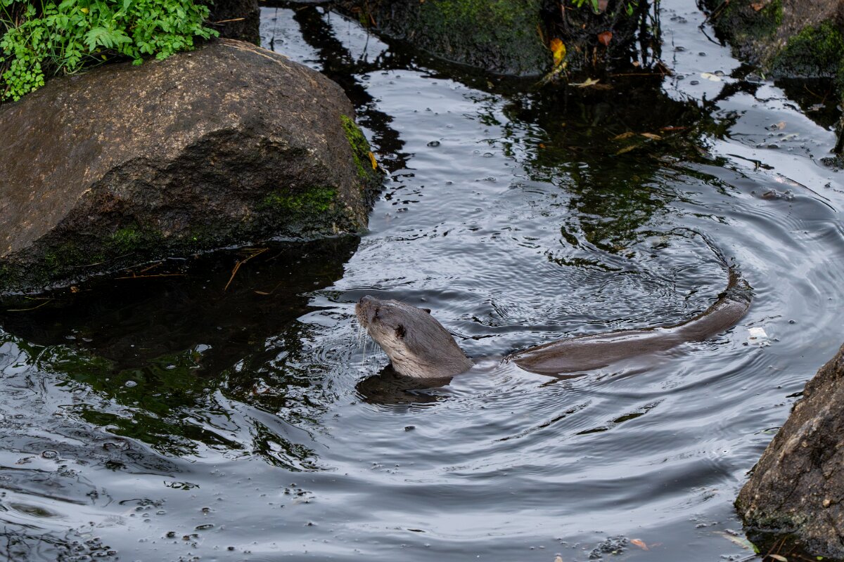 DPPhotography - Andalucia - Eurasian otter - G.jpg - Eurasian otter, Lutra lutra - Sierra de Andújar