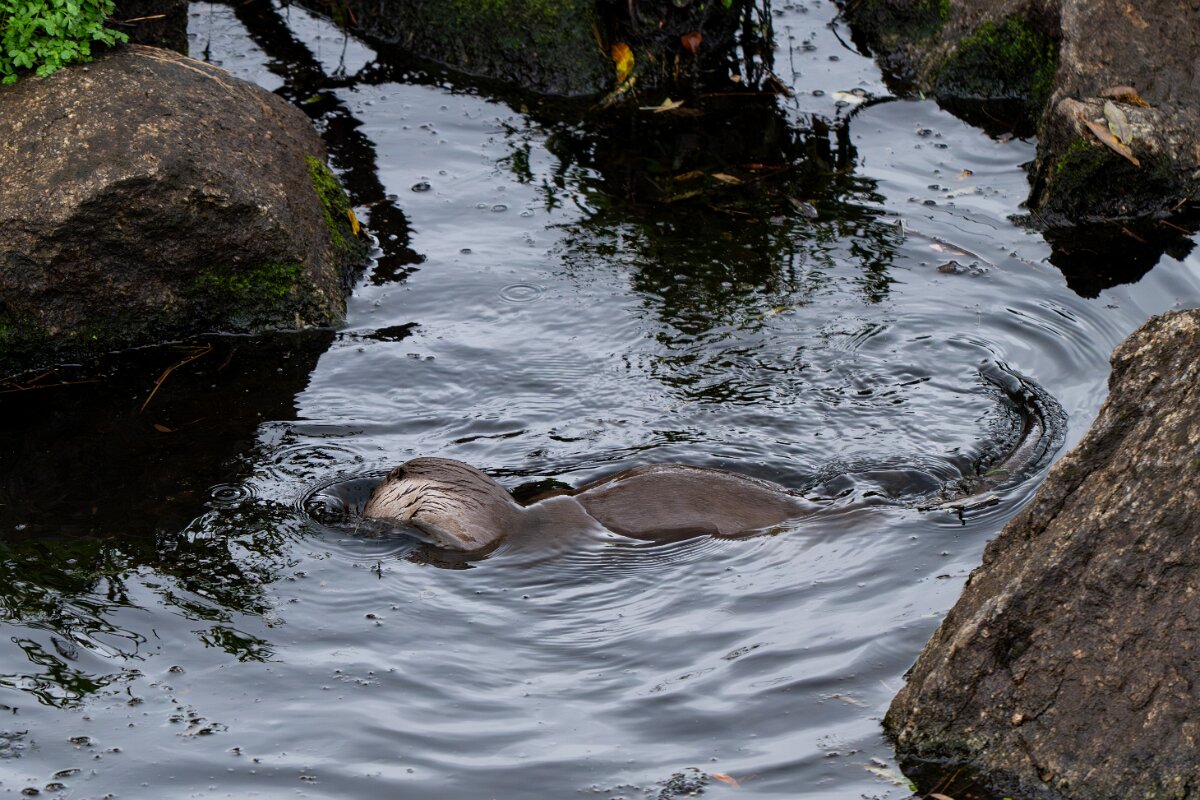 DPPhotography - Andalucia - Eurasian otter - H.jpg - Eurasian otter, Lutra lutra - Sierra de Andújar