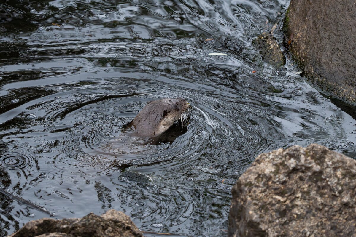 DPPhotography - Andalucia - Eurasian otter - K.jpg - Eurasian otter, Lutra lutra - Sierra de Andújar