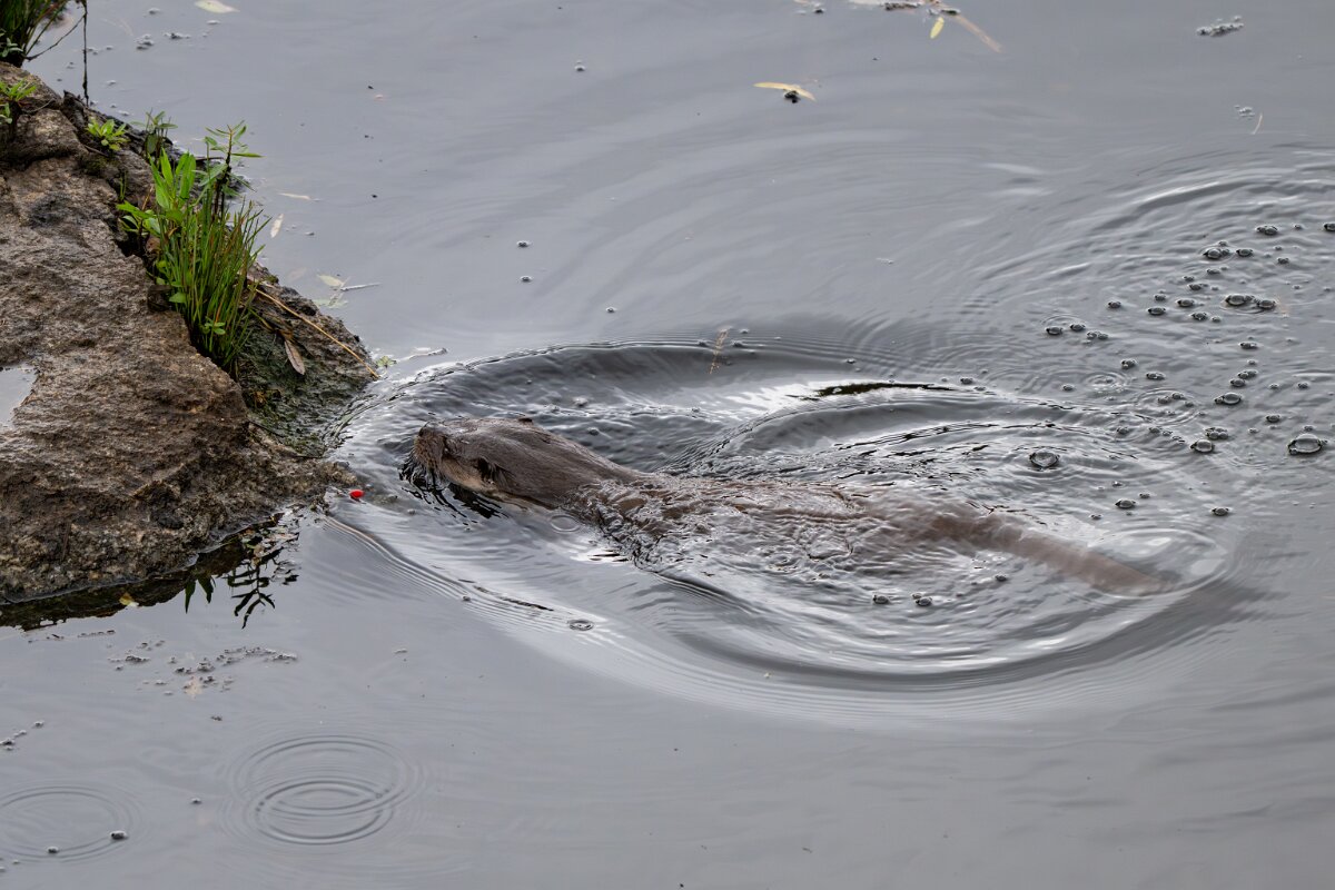 DPPhotography - Andalucia - Eurasian otter - M.jpg - Eurasian otter, Lutra lutra - Sierra de Andújar