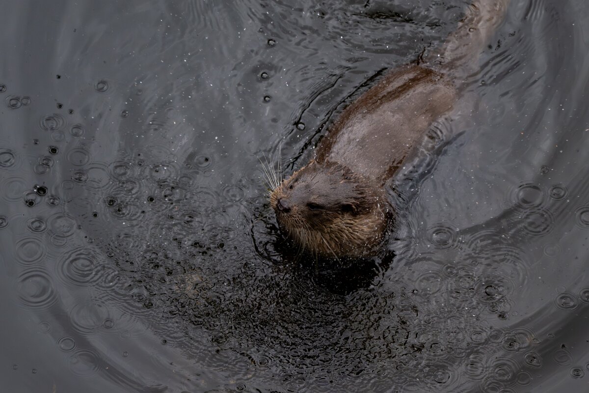 DPPhotography - Andalucia - Eurasian otter - N.jpg - Eurasian otter, Lutra lutra - Sierra de Andújar