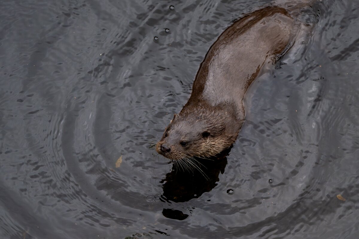 DPPhotography - Andalucia - Eurasian otter - O.jpg - Eurasian otter, Lutra lutra - Sierra de Andújar