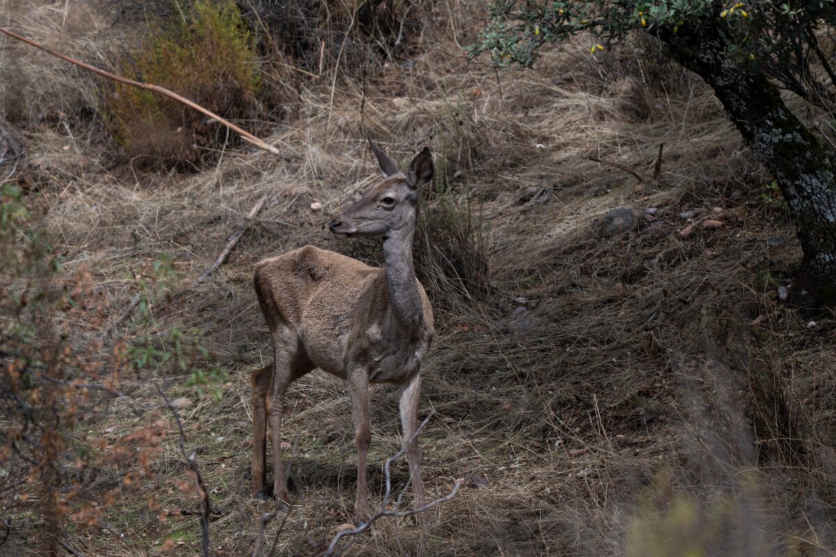 DPPhotography - Andalucia - Red deer - A.jpg - Red deer, Cervus elaphus, female - Sierra de Andújar
