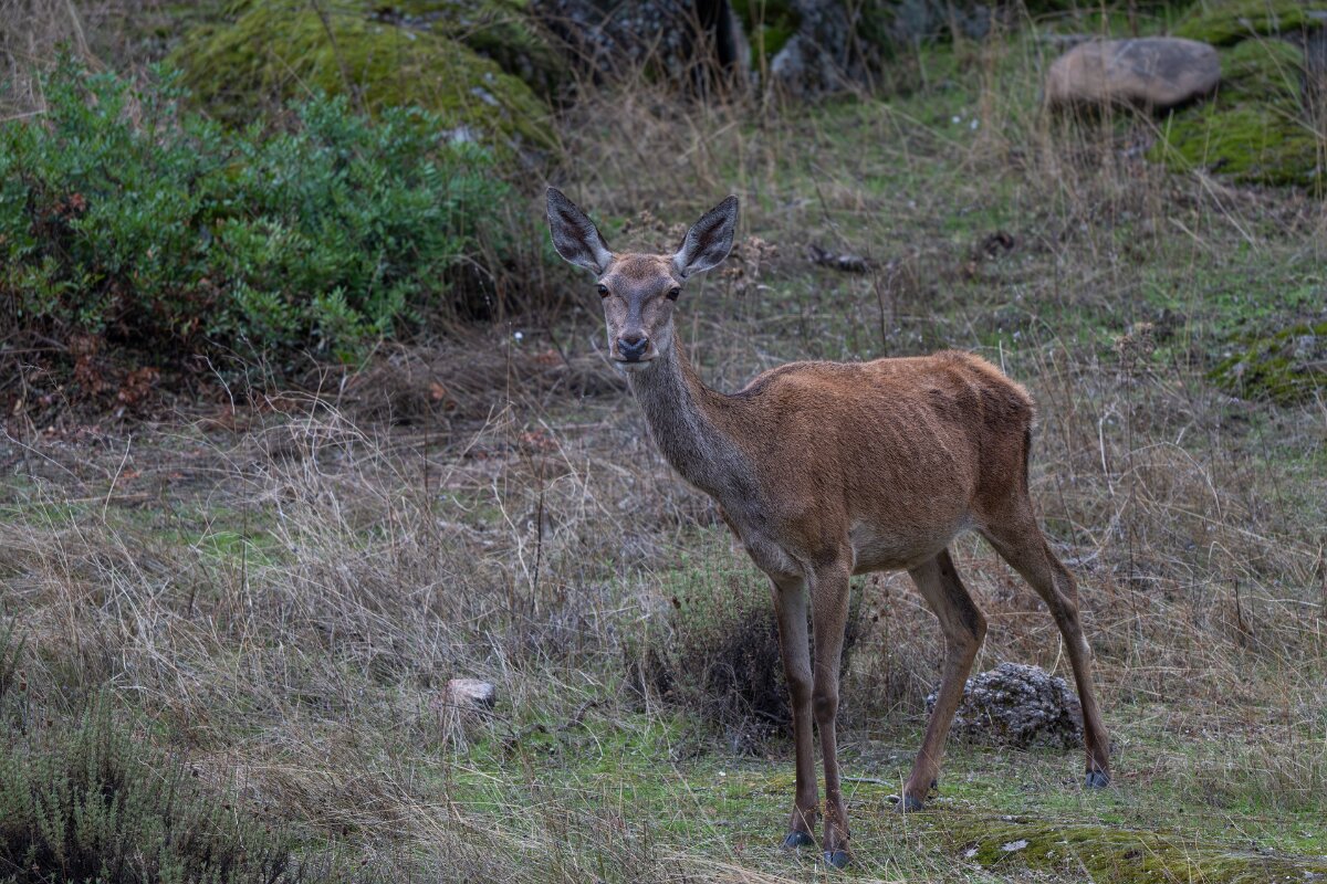 DPPhotography - Andalucia - Red deer - D.jpg - Red deer, Cervus elaphus, female - Sierra de Andújar