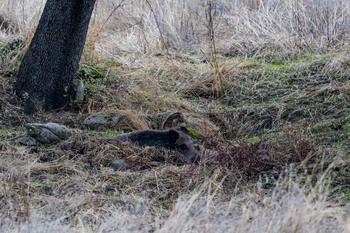 DPPhotography - Andalucia - Wild boar - A.jpg - Wild boar, Sus scrofa - Sierra de Andújar