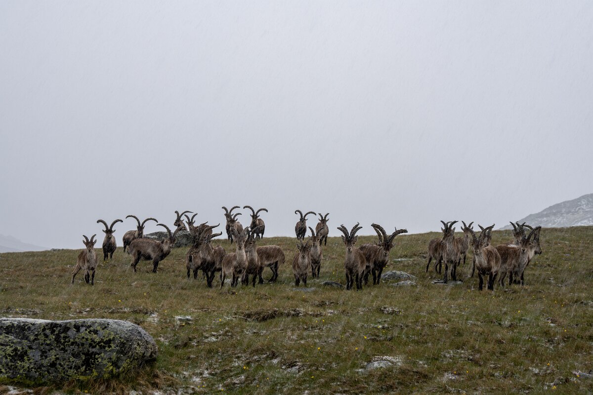 DPPhotography - Extremadura - Iberian ibex - C.jpg - Iberian ibex, Capra pyrenaica victoriae - Plataforma de Gredos, Castilla y León